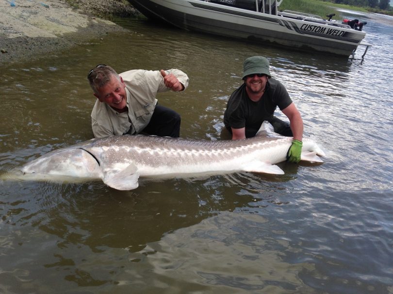 Silversides Fishing for Salmon & Sturgeon